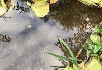 Olga Jurgenson A Brook in Samarodina 2022. Video screenshot
