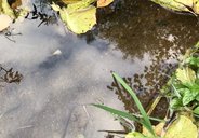 Olga Jurgenson A Brook in Samarodina 2022. Video screenshot