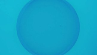 Armindo De Matos, Orbs (2020)